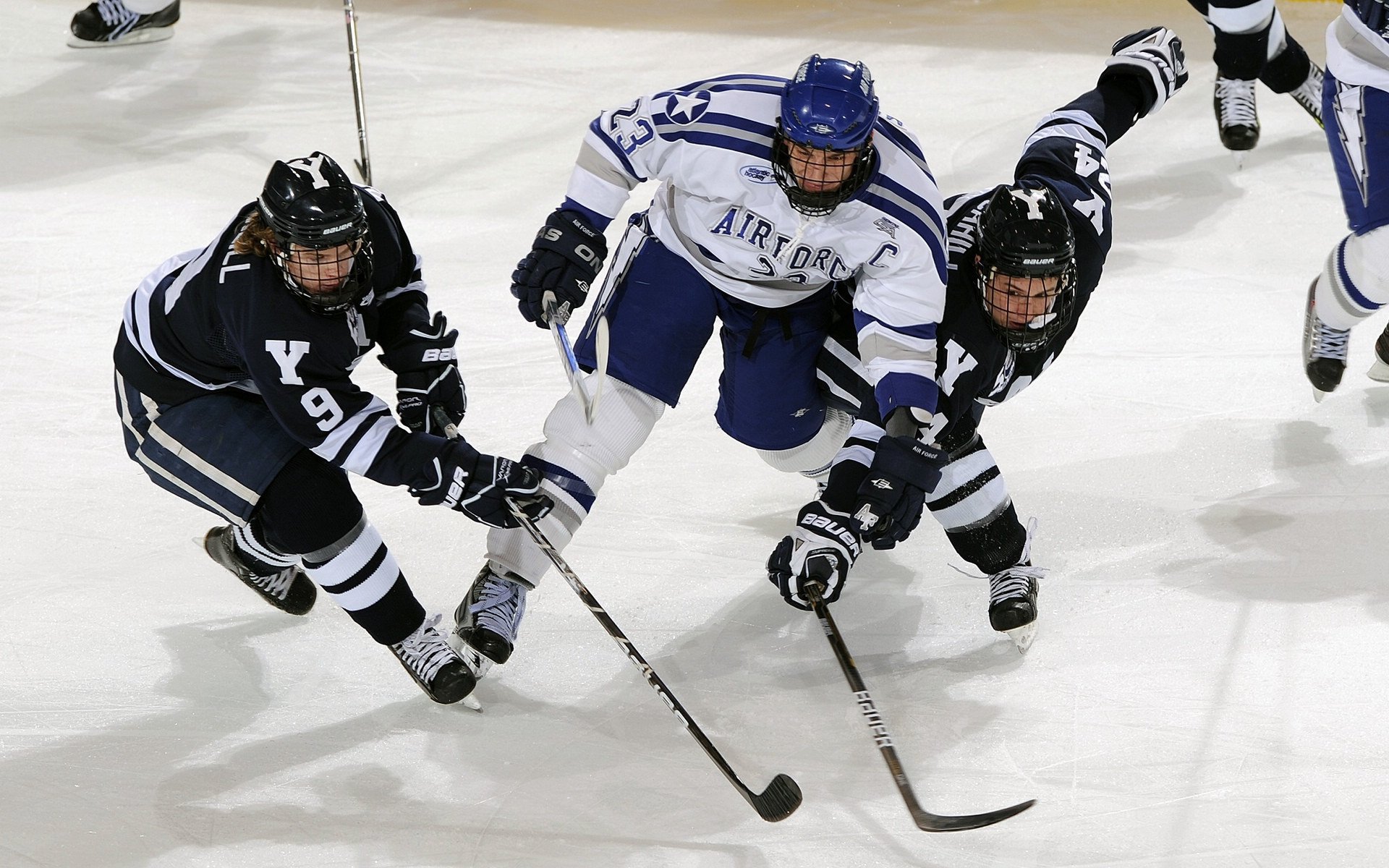 海鹰的拼劲太足了,每个回合都拼命,海鹰长什么样啊